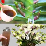 Flush out extra water from your body right away and keep your hands and feet from swelling using these recipes