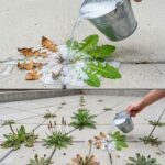 You only need 2 natural ingredients. How to clean a gas stove top so it looks like new