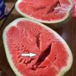 Do this and your geraniums will be able to bloom almost continuously for over a year.