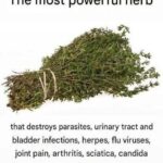 Do this and your geraniums will be able to bloom almost continuously for over a year.